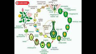 Life cycle of angiospermLife cycle of flowering plants Flowering plant ☘️ApKaChannel20 [upl. by Sairahcaz273]