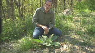 Mullein  Verbascum thapsus [upl. by Aiuqcaj]