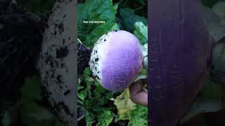 Two Turnip Varieties to Grow in Your Garden A Gardeners Guide [upl. by Ingalls]