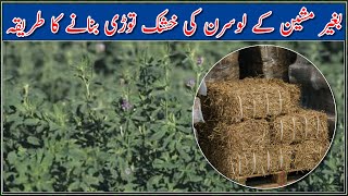 How to make Alfalfa Hay for dairy and fattening animals lucerne hay making without machine [upl. by Krystal]