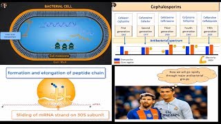 Antibacterial Antibiotics General Review beta lactams protein inhibitors and quinolones [upl. by Keese608]