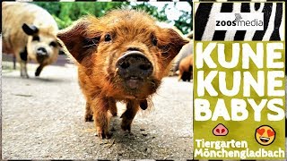 Tiergarten Mönchengladbach Nachwuchs bei den KuneKuneSchweinen 🐽  zoosmedia [upl. by Mark367]