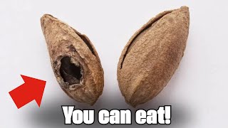 MISTAKES You Should NEVER Make When EATING ALMONDS  HEALTH TIPS [upl. by Levi]