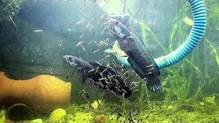 Ultimate Guide to Breed Channa GachuaLimbata dwarf snakehead in an aquarium with Update on Fries [upl. by Hgielime]