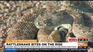 Rattlesnake bite reports on the rise at Arizona hospital [upl. by Ilonka155]