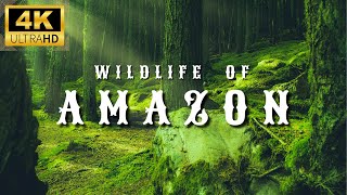 Amazon 4K Wildlife  Creatures Inhabiting the Jungle  Amazon Rainforest  Relaxation Film [upl. by Terence]