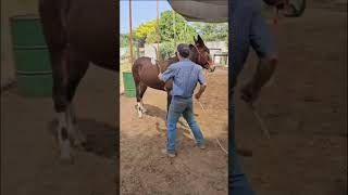 Como fazer o cavalo ficar parado pra montar Segredo do cavalo que não anda pra montar [upl. by Piper]