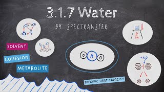 EASY REVISION AQA Alevel Biology 317 Water [upl. by Bobina897]