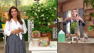 Robertas 1piece Lovely Pikake Jasmine Live Plant on QVC [upl. by Aiyotal255]