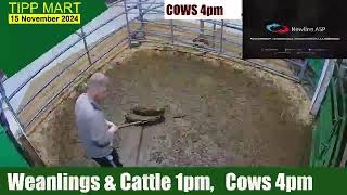 TIPPERARY TOWN MART 15 Nov 2024 Calves Cattle amp cows [upl. by Enomad622]