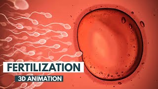 The Journey of Sperm A Medical Animation  Fertilizationmedical animation sperm [upl. by Fotinas]