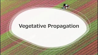 PlantPropagation Lecture AsexualVegetative Propagation amp Clonal Development [upl. by Lose244]