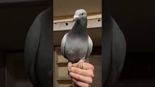 The Most Beautiful Pigeons in the World short [upl. by Hsirehc839]