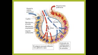 Farmacología del Sistema Respiratorio [upl. by Tica958]