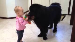 Playing tug of war toddler vs newfoundland dog [upl. by Thornie]