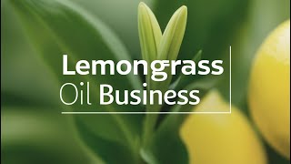 Starting Your Own Lemongrass Oil Business A Profitable Natural Venture [upl. by Kassab]