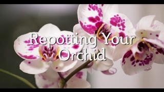 Repotting Your Orchid [upl. by Aeresed]