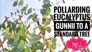 Pollarding amp pruning potted eucalyptus gunnii to a standard tree Part 2 [upl. by Aurita]