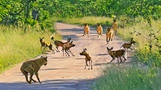 Lions Ambush Wild Dogs and Hyena [upl. by Longfellow70]