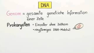 DNA  Verpackung und Chromatin  Biologie  Genetik [upl. by Tamra618]