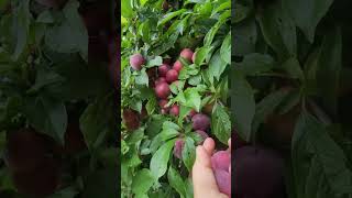 Picking plumsplums farming garden fruitpicking enjoy [upl. by Lougheed]