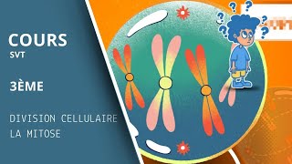 La magie de la division cellulaire La mitose expliquée en 2 minutes cours SVT collège [upl. by Ninehc]