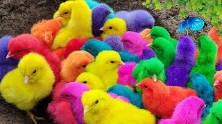 Tangkap Ayam LucuAyam Warna WarniAyam rainbowAyam Pelangi BebekkucingKelinciDunia Hewan Lucu [upl. by Ardaid]