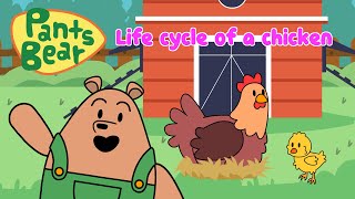 Life Cycle of a Chicken  Fun Farm Adventure  Pantsbear [upl. by Killarney]