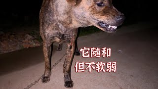 一岁多的虎斑犬，开始有主权意识了 [upl. by Itch]