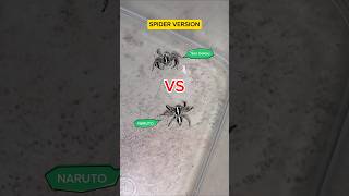 SPIDER VERSION  Naruto Vs Son Gokou  Jumping Spider gagamba [upl. by Hershell670]