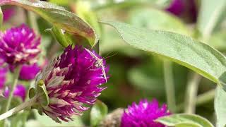 Beet Webworm Moth Visits Globe Amaranth Flowers for Nectar [upl. by Samaria]