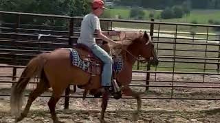 Kalona October Monthly Horse Sale 10724  DENNIS [upl. by Deden]