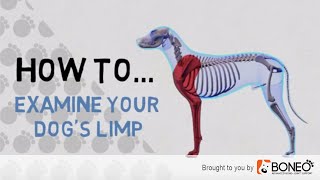 What to Do if Your Dog is Limping – 4 Easy to Follow Tips [upl. by Latsyrk]