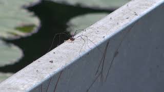 HARVESTMEN which are not spiders [upl. by Acinnej]