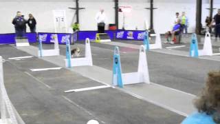 Flyball Beagle [upl. by Lory]