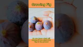 How To Growing Figs  Planting a Fig howto [upl. by Blane]