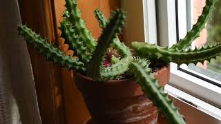 How I take care of succulent Huernia schneideriana [upl. by Noellyn]