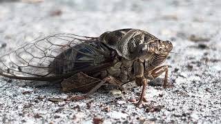 Booping a Cicada [upl. by Schiff]