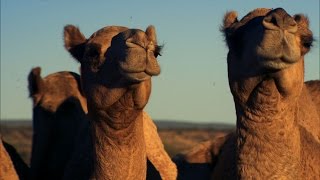 Camel Herding with a Chopper  Australia with Simon Reeve  BBC [upl. by Darrow]