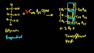 Organische Chemie 14 Fettsäuren 2  Veresterung Triacylglyceride Verseifung [upl. by Haleelahk]