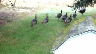 Wild Turkeys running in our yardwmv [upl. by Annawd]