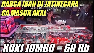 UPDATE CEK HARGA TERBARU MAS KOKI TERMURAH HARGA GROSIR TERLENGKAP BUNDA PASAR IKAN HIAS JATINEGARA [upl. by Dolan]