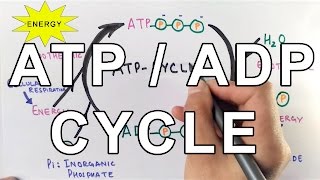 Mechanism of ATPADP Cycle [upl. by Goodspeed175]