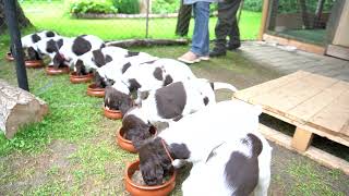 Fütterungszeit  Kleine Münsterländer Welpen  7 Woche [upl. by Carew306]