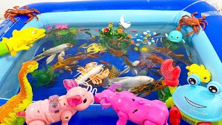 Put fish in the float sharks dolphins sea creatures tiger fish [upl. by Minica]