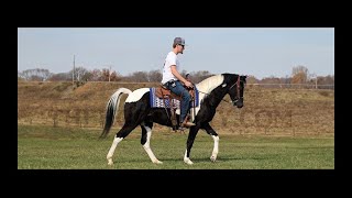 Tobiano Tennessee Walking Horse Gaited Tral Gelding For Sale [upl. by Chatav6]