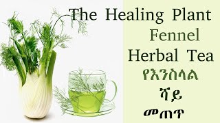 The Healing plant Fennel Herbal tea የፈውስ ቅጠሎች የእንስላል ሻይ [upl. by Siderf]