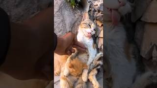 Rescue Cats Last Hug Kitten Embraces Dying Mother Unbelievable Outcome [upl. by Connett74]