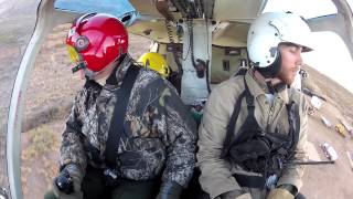 Texas BigHorn Sheep Capture [upl. by Hasin114]