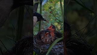 food for baby finches [upl. by Aicilic229]